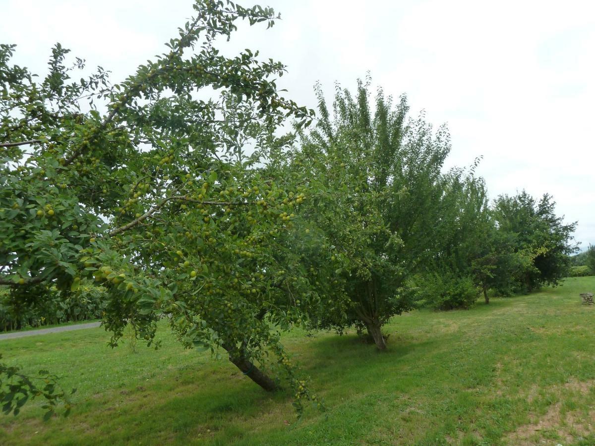Gite Cosy Grand Confort Dans Un Ecrin De Verdure Agudelle エクステリア 写真